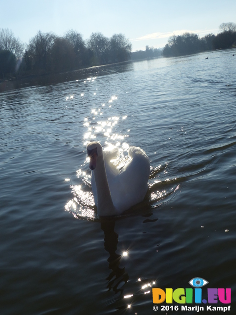 FZ025397 Swan swimming in sunlight